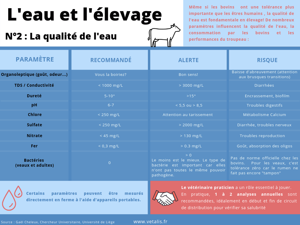 La consommation d'eau des bovins et des vaches laitières